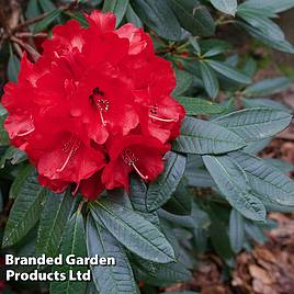 Rhododendron Dopey