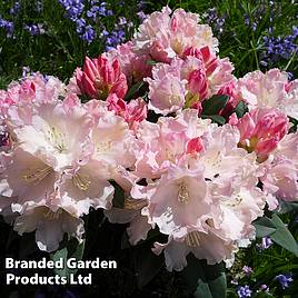 Rhododendron Dreamland