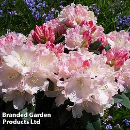 Rhododendron Yakushimanum Soft Pink