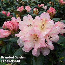 Rhododendron Dusty Miller Yakushimanum Hybrid