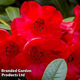 Rhododendron Elizabeth Red Foliage