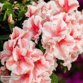 Rhododendron Encore Autumn Starburst (Azalea Group)
