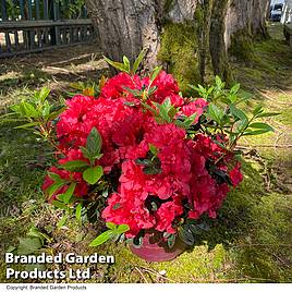 Rhododendron Encore Autumn Fire (Azalea Group)