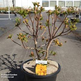 Rhododendron Goldstück