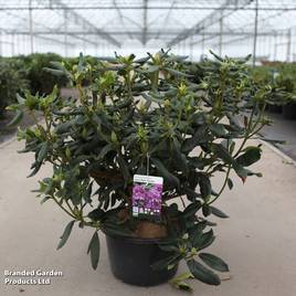Rhododendron Lees Dark Purple