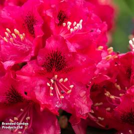 Rhododendron Marie Fortie