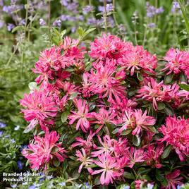 Rhododendron Pink Star