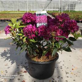Rhododendron Polar Night