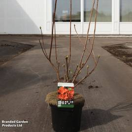 Rhododendron Satan