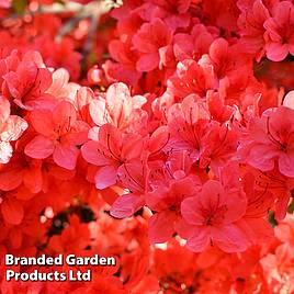 Rhododendron Stewartstonian