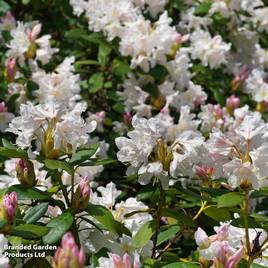 Rhododendron Tinkerbird