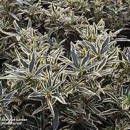 Rhododendron ponticum Variegatum