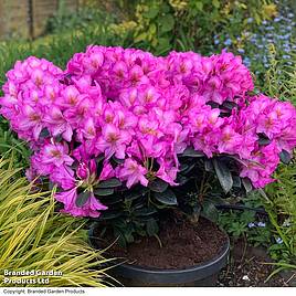 Rhododendron XXL Pink Tiger