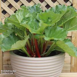 Rhubarb Sanvitos® Early