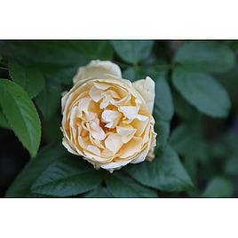 Rose Buff Beauty