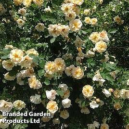 Rose Above And Beyond (Climbing Rose)