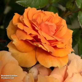 Rose Isnt She Beautiful