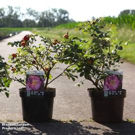Rose Frau Dagmar Hastrup