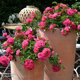 Rose Pink Flower Carpet (Procumbent Rose)