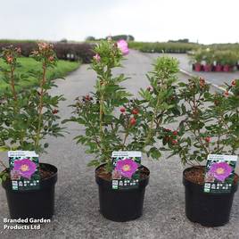 Rose Jam-A-Licious