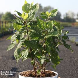 Rose Nevada (Shrub Rose)