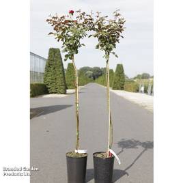 Rose Nina Weibull (Floribunda)