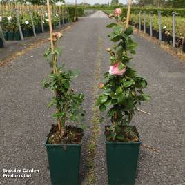 Rose Giardina (Floribunda)