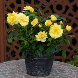 Rose Isnt She Wonderful