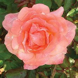 Rose Easy Elegance Sweet Fragrance (Shrub Rose)
