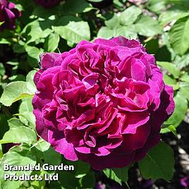 Rose Scented Double Purple