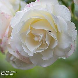 Rosa Madame Alfred Carriere (Climbing Rose)