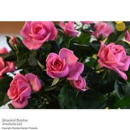 Rose Deep Pink (RosAroma™)
