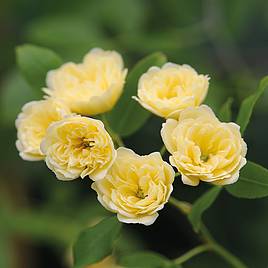 Rose banksiae Lutea (Rambling Rose)
