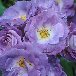 Rose Blue for You (Floribunda Rose)
