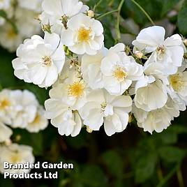 Rose Bobbie James (Rambling Rose)