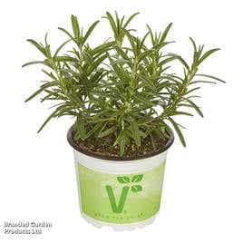 Rosemary officinalis Britania Compact