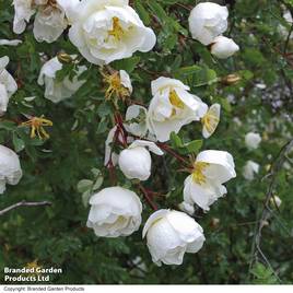 Burnet rose (Hedging)
