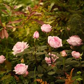 Rose Caroline Quentin