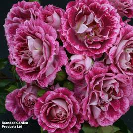 Rose Lets Celebrate (Floribunda Rose)