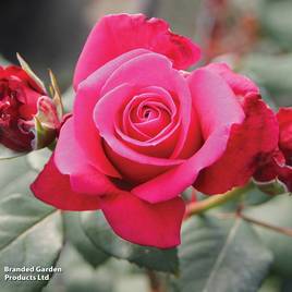 Rose Charisma