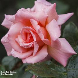Rose Compassion (Climbing)
