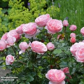 Rose Darling (Floribunda)