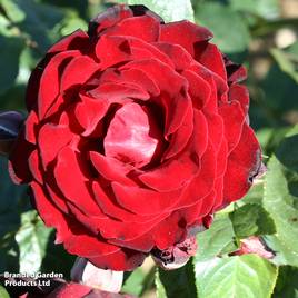 Rose Dublin Bay (Climbing)