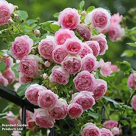 Rose Eden Rose 88