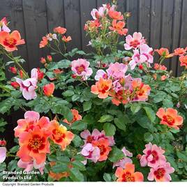 Rose For Your Eyes Only (Floribunda Rose)