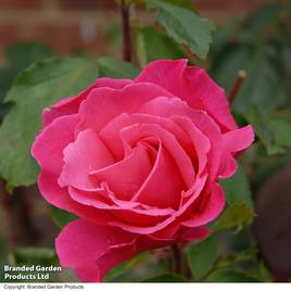 Rose Easy Elegance Grandmas Blessing (Shrub Rose)