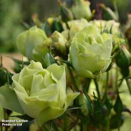 Rose Green With Envy (Floribunda)