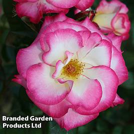 Rose Handel (Climbing)
