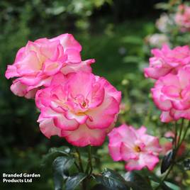 Rose Handel (Climbing)