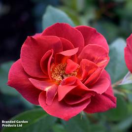 Rose Hot Chocolate (Floribunda Rose)